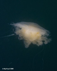 Just jumped off the boat, got ready to descend, and there... by Kip Nead 